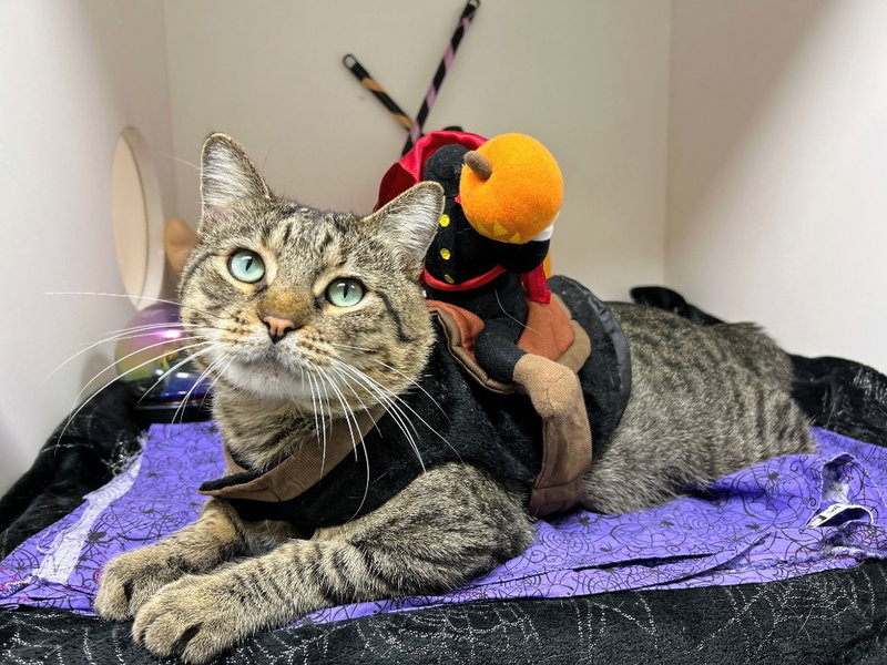 Hank, an adult male cat up for adoption