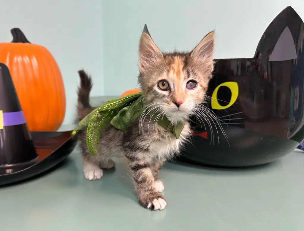 Sushi - Domestic Medium Hair