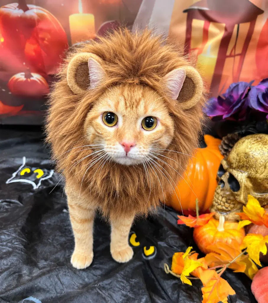 Simba - Domestic Short Hair