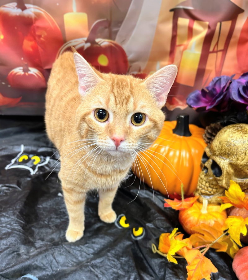 Simba, photo 2