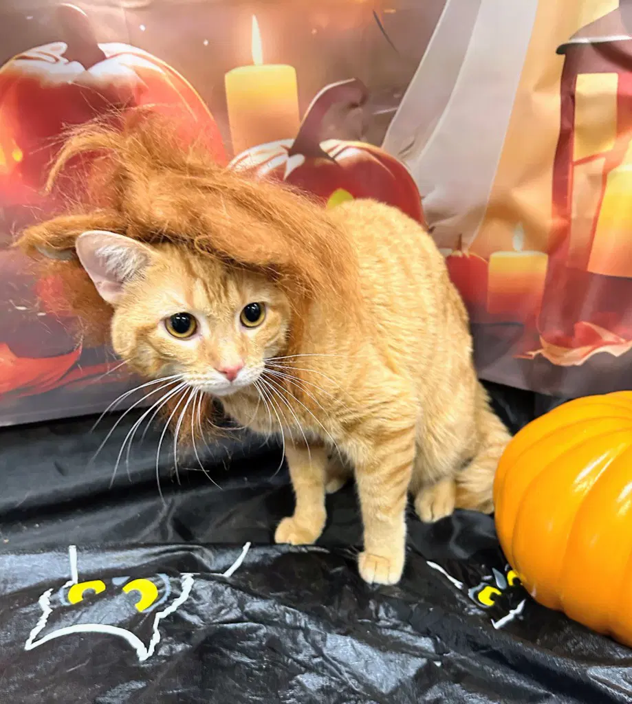 Simba image 3