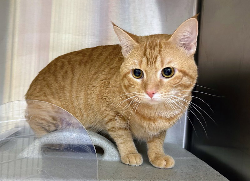 Simba, photo 4