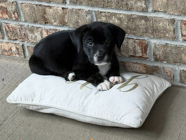 Biscuit, photo 2
