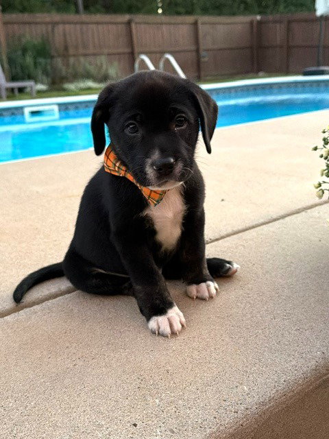 Biscuit, photo 3