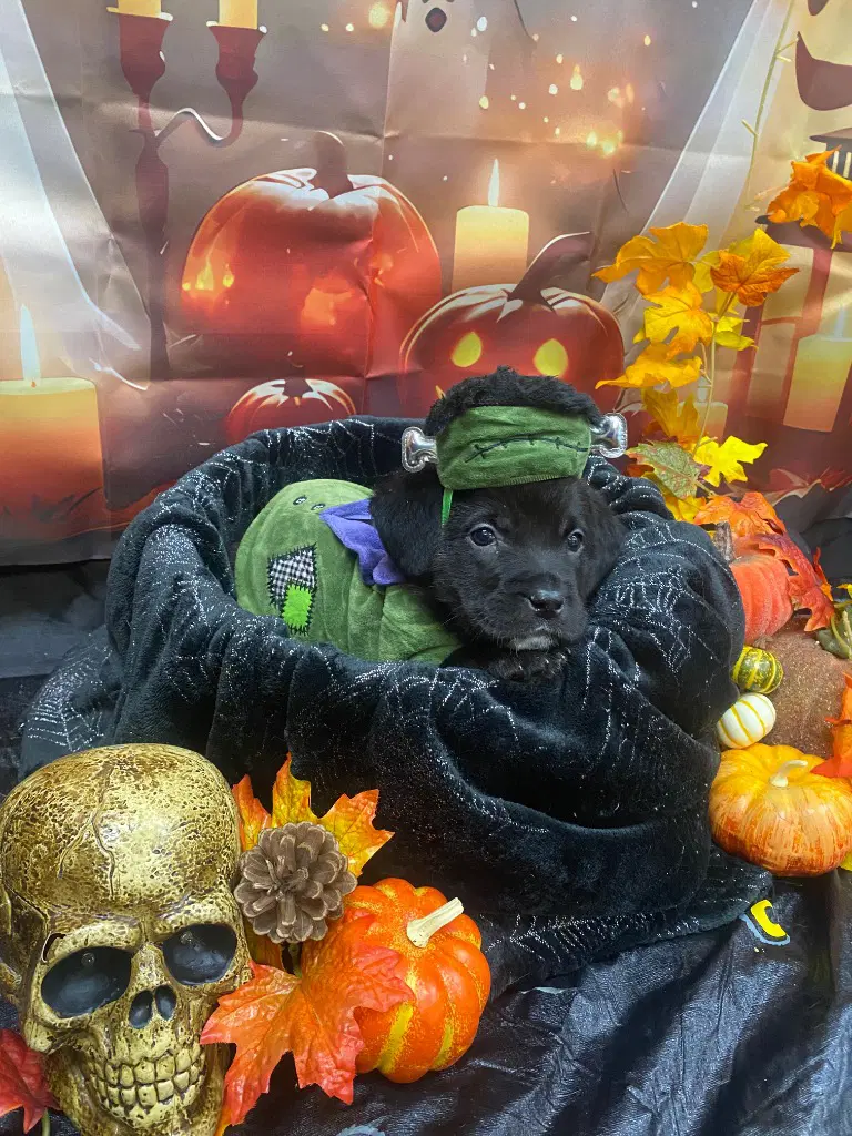 October image 3