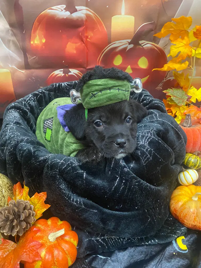 October image 4
