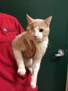 Uno (FIV Positive and Diabetic)