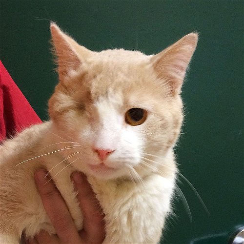 Uno (FIV Positive and Diabetic)