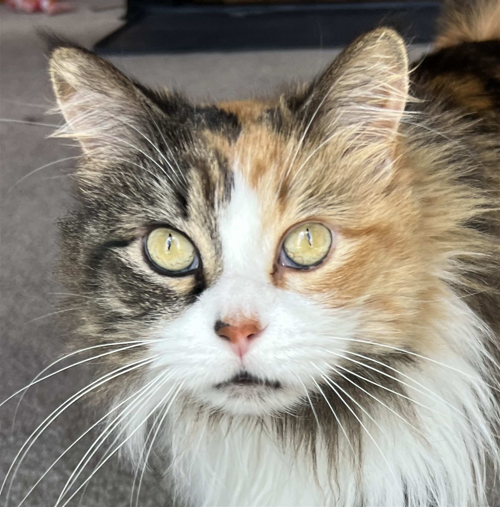 adoptable Cat in Laramie, WY named Callie