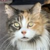 adoptable Cat in , WY named Callie