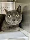 adoptable Cat in , WY named Arlo