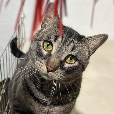 adoptable Cat in Laramie, WY named Candy
