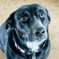 adoptable Dog in Laramie, WY named Harley