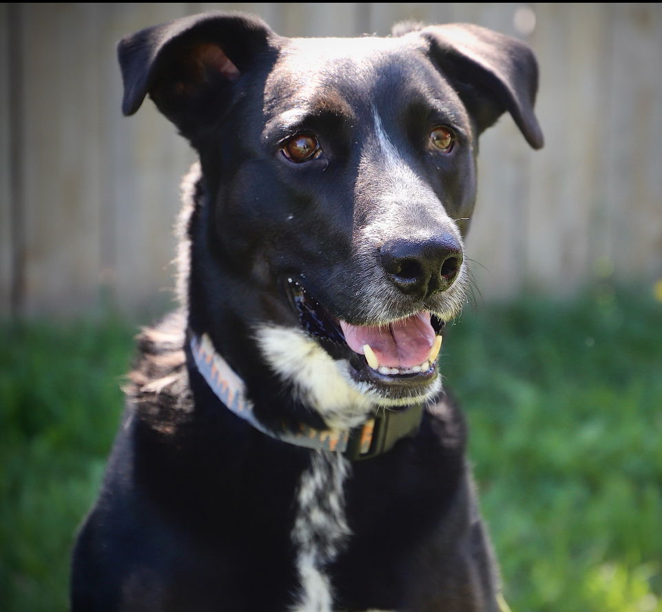 adoptable Dog in Laramie, WY named Harley (Please Foster Me!)