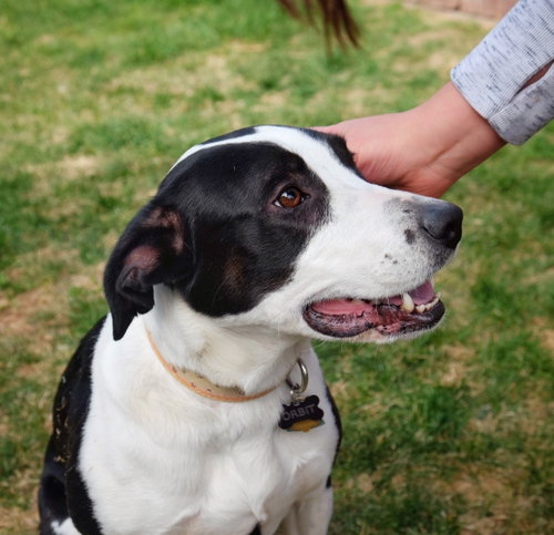 ORBIT - Border Collie / Pit Bull Terrier available for adoption