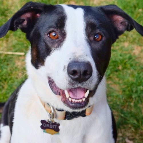 Orbit, an adoptable Border Collie in Laramie, WY