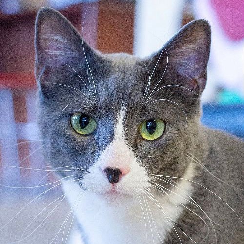 adoptable Cat in Laramie, WY named Pepper