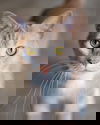 Val