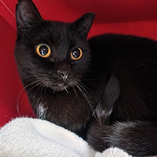 Joan (Barn Cat), an adoptable Domestic Short Hair in Laramie, WY