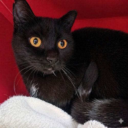 Joan (Barn Cat), an adoptable Domestic Short Hair in Laramie, WY
