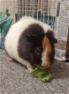 adoptable Guinea Pig in , WY named Abu