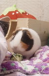 Jasmine