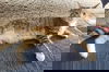 adoptable Cat in , WY named Beth