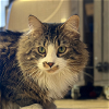 adoptable Cat in laramie, WY named Toffee