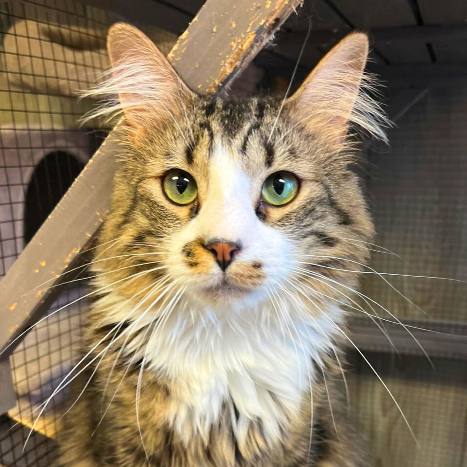 adoptable Cat in Laramie, WY named Toffee