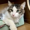 adoptable Cat in , WY named Tootsie
