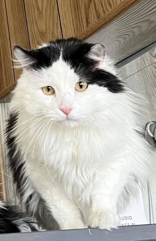 Filbert