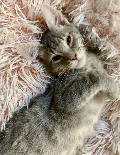 Elliot
