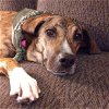 adoptable Dog in , WY named Lacy