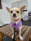 adoptable Dog in , WY named Billie Holiday
