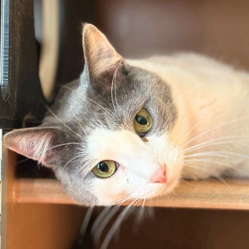 adoptable Cat in Laramie, WY named Steve