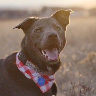 adoptable Dog in Laramie, WY named Opie