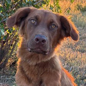 adoptable Dog in Laramie, WY named June Carter