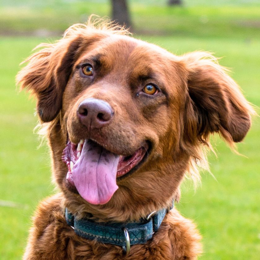 adoptable Dog in Laramie, WY named June Carter