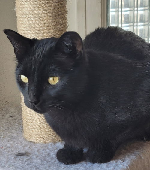 Coal