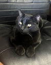 Coal