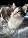 adoptable Cat in r, MI named Presley