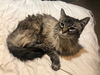 Cleo 3