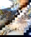 Cleo 3
