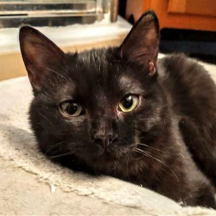 adoptable Cat in Laramie, WY named Kava