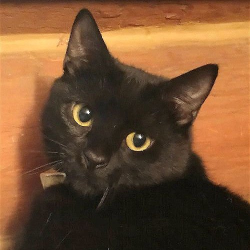 adoptable Cat in Laramie, WY named Cardamom
