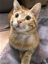 adoptable Cat in , WY named Kaycee