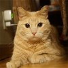 adoptable Cat in r, MI named Shoshoni