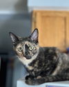 Marmalade