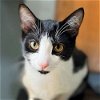 adoptable Cat in laramie, WY named Pilot