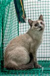 adoptable Cat in , WY named Alpine